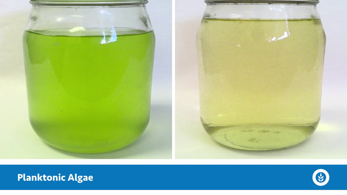 how to clean green algae from water bottle