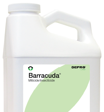 Barracuda