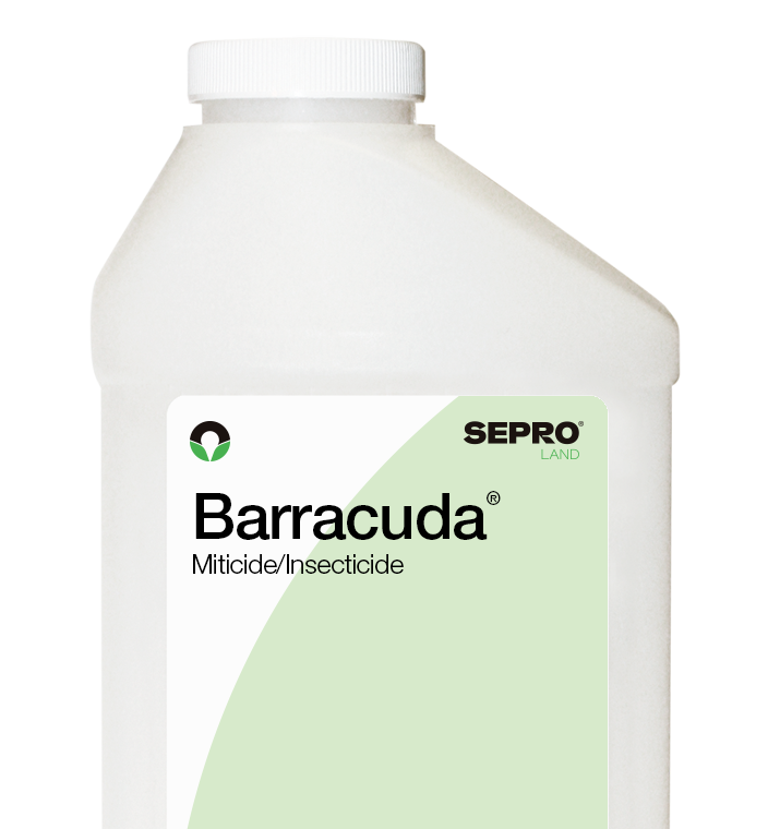 Barracuda