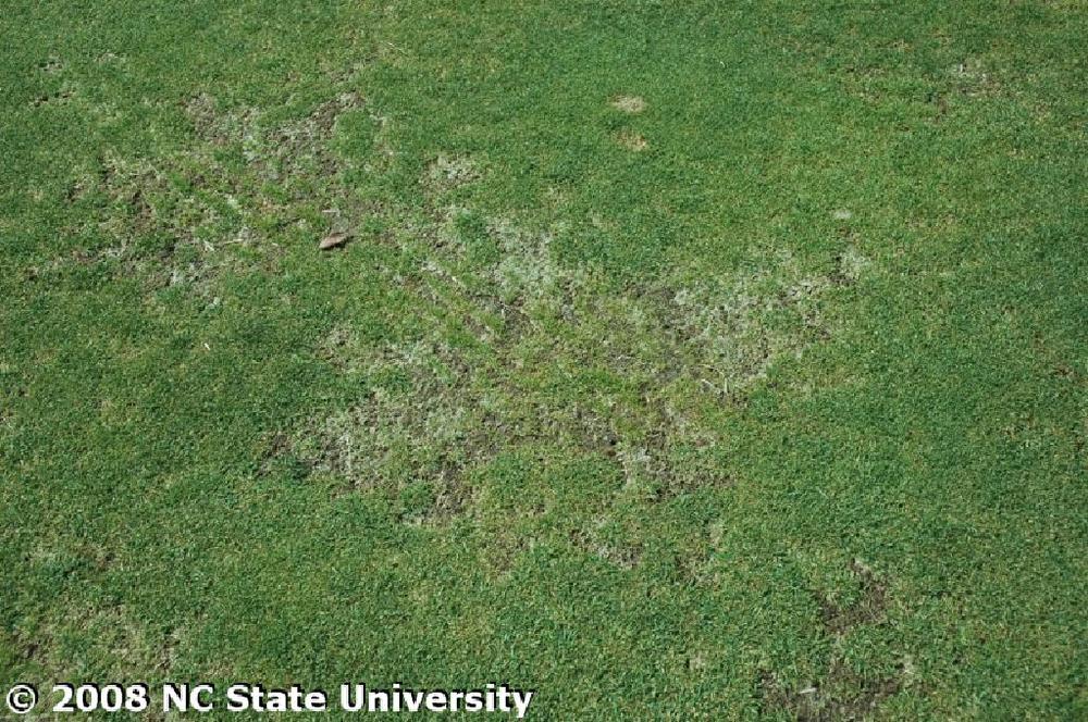  Algae can show up on the golf course in poorly drained soil where close cutting has aided in competition. (image via turfgrass.ncsu.edu) 