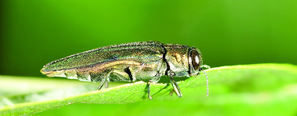   (Purdue University Department of Entomology photo/John Obermeyer)  